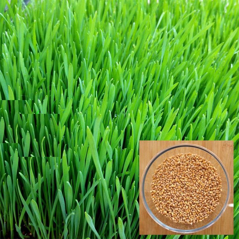 Hạt giống mầm lua mạch - lúa mì - Gói 100gram