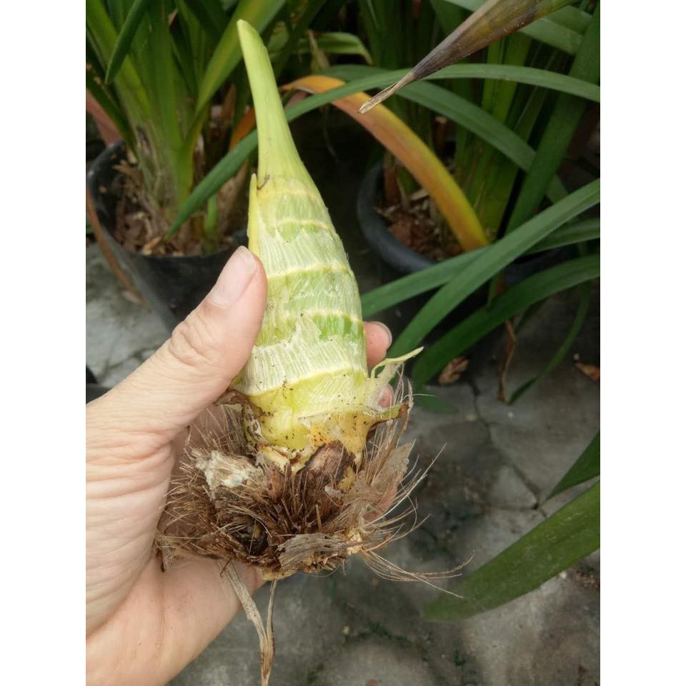 Củ hoa địa lan santo đỏ - 1 củ - DC