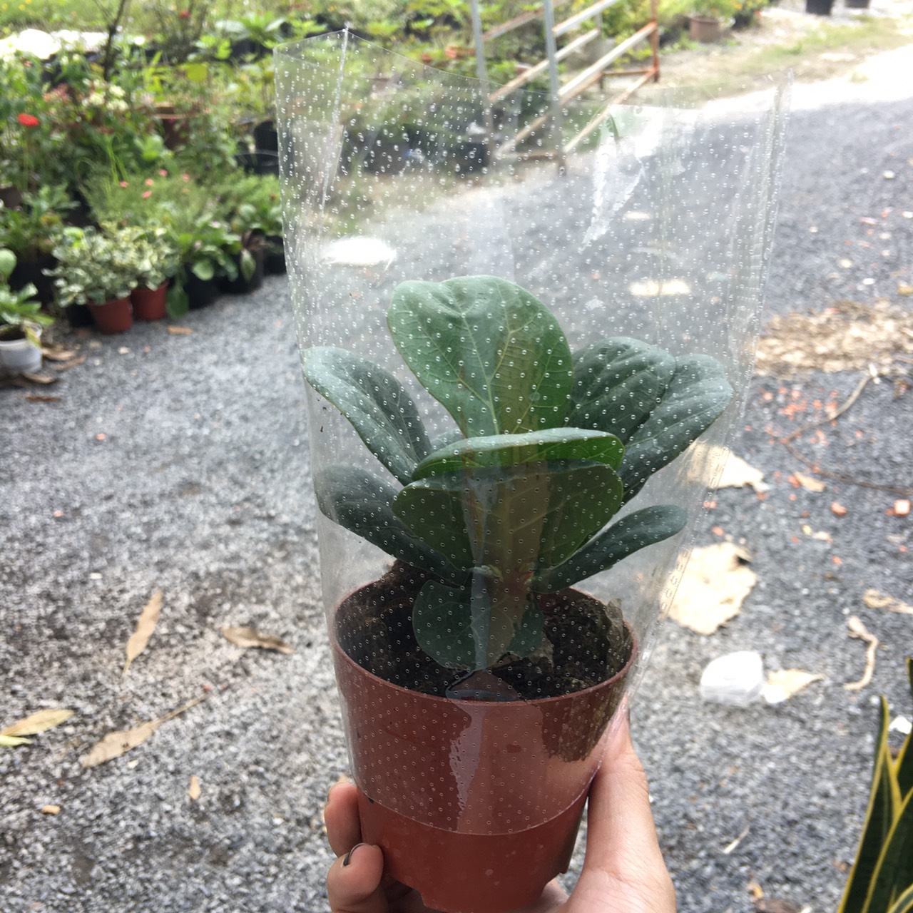 Chậu cây bàng Sing phong thuỷ để bàn