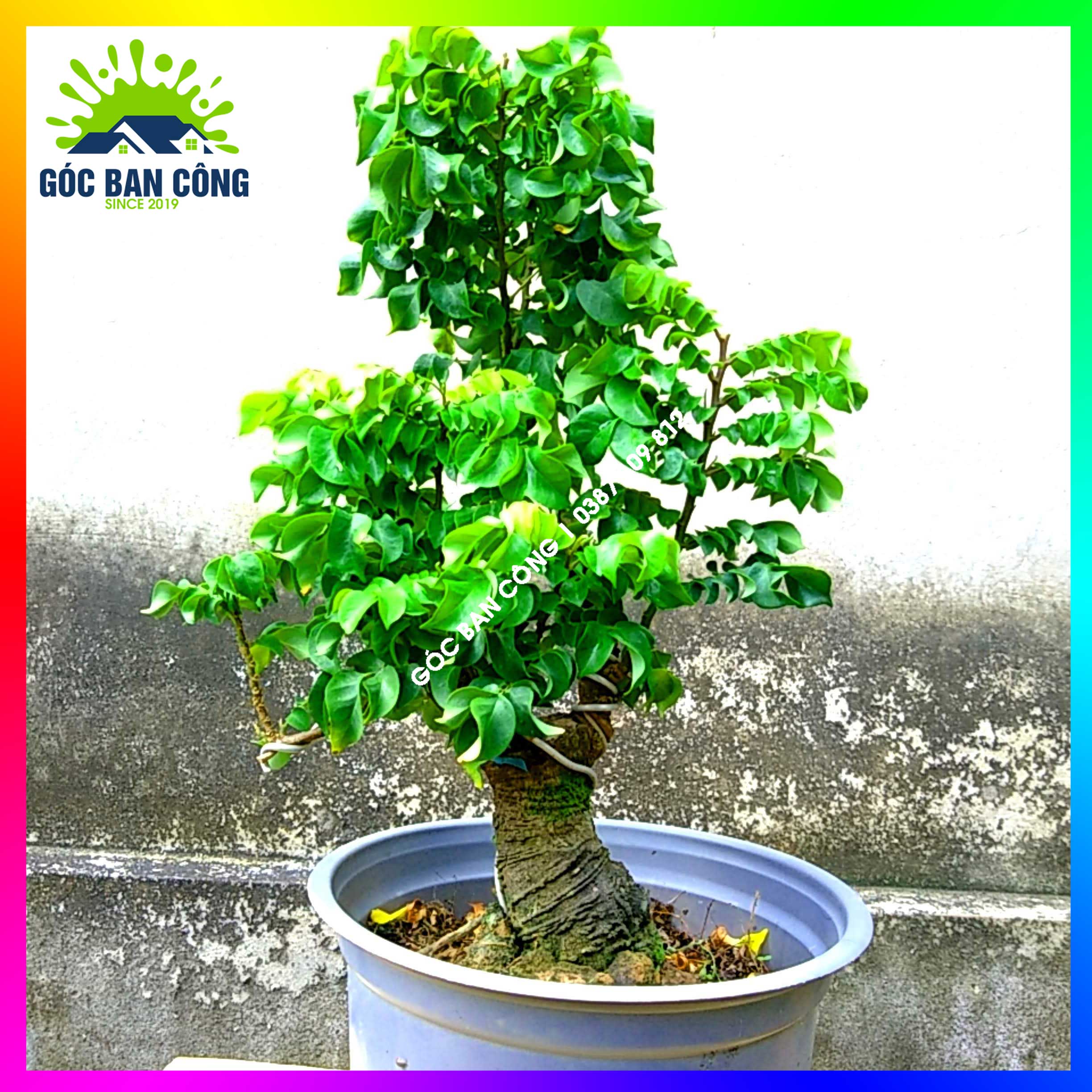 Cây Khế Bonsai Mini Gốc Quái - KBS08