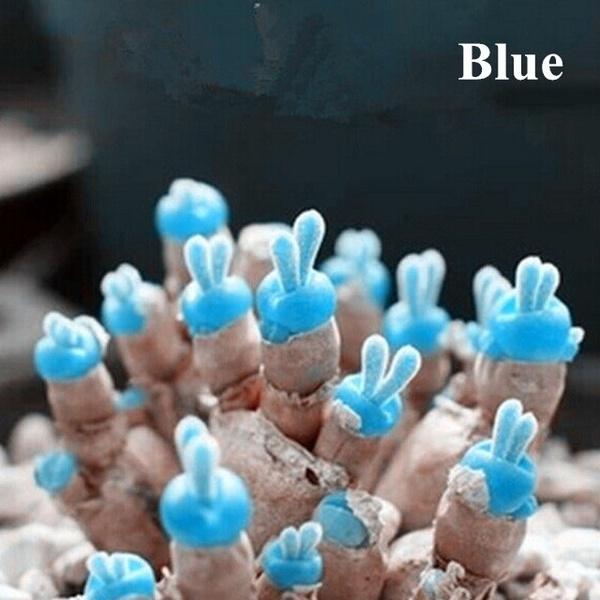 [Mới] - Hạt giống tai thỏ mix  giá rẻ