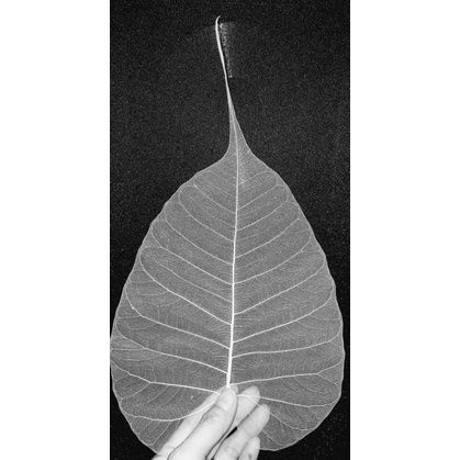 XƯƠNG LÁ SIZE LỚN 13cm -15cm