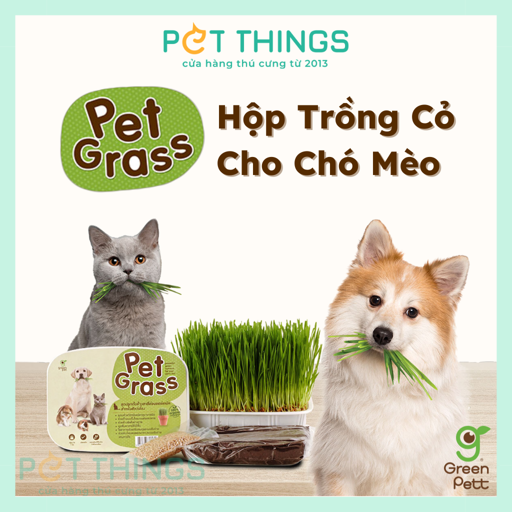 WHEATGRASS SEED FOR CAT