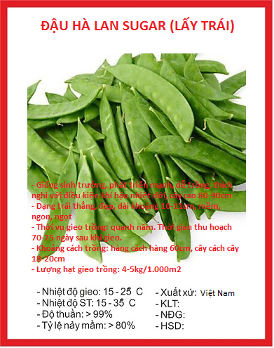 Hạt giống đậu hà lan ( thu trái ) - Gói 20gram
