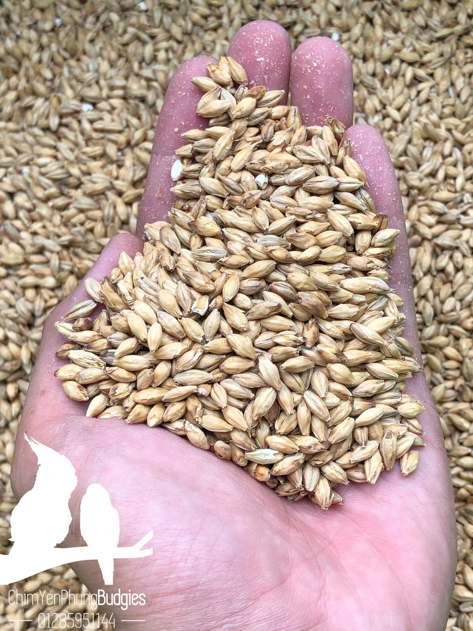 1kg hạt đại mạch (Barley Seed/Raw Barley) đa công dụng.
