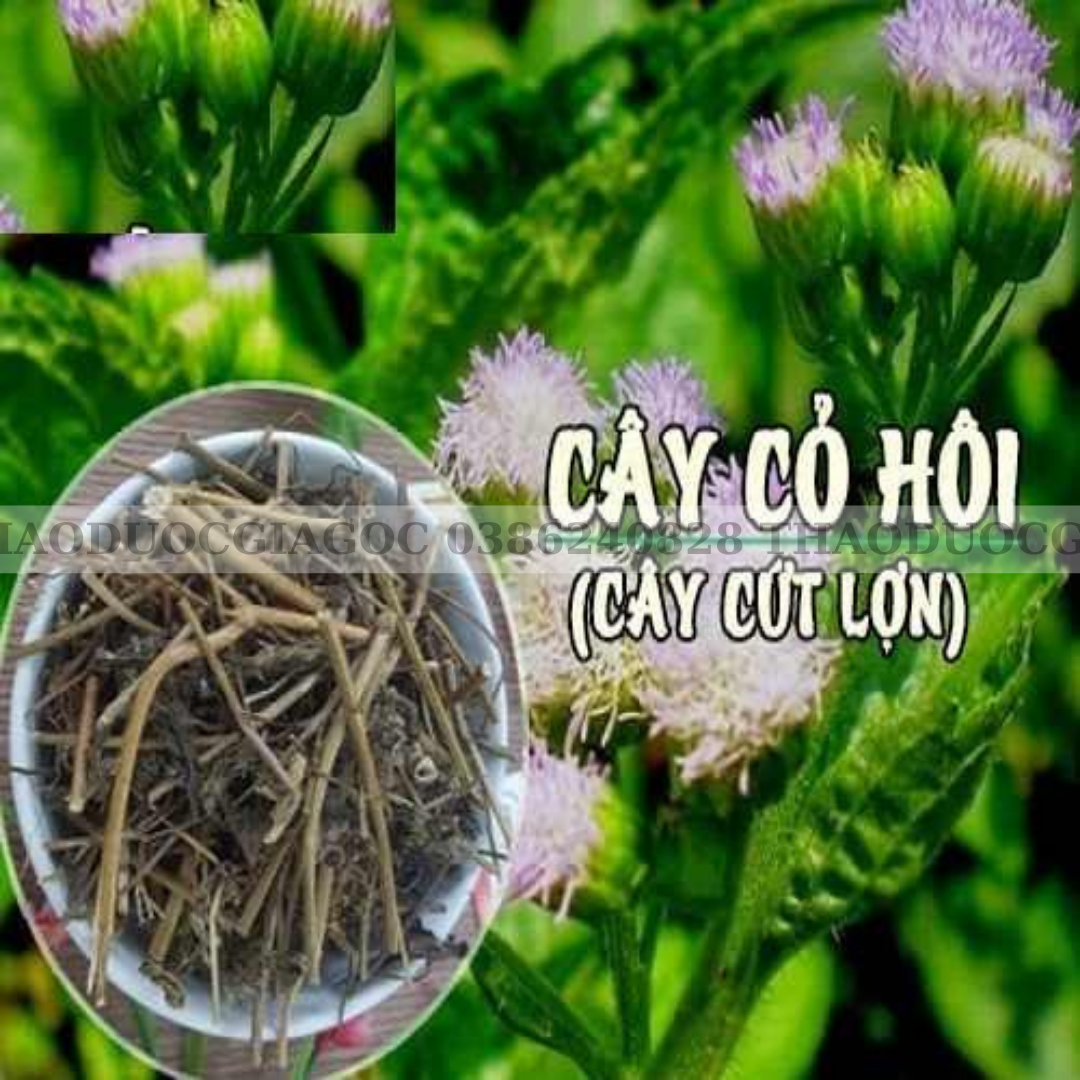1Kg Cây Hoa Cứt Lợn phơi khô( Ngũ sắc)