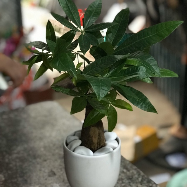 Chậu Cây Kim Ngân Để Bàn ( Cả Chậu Sứ)