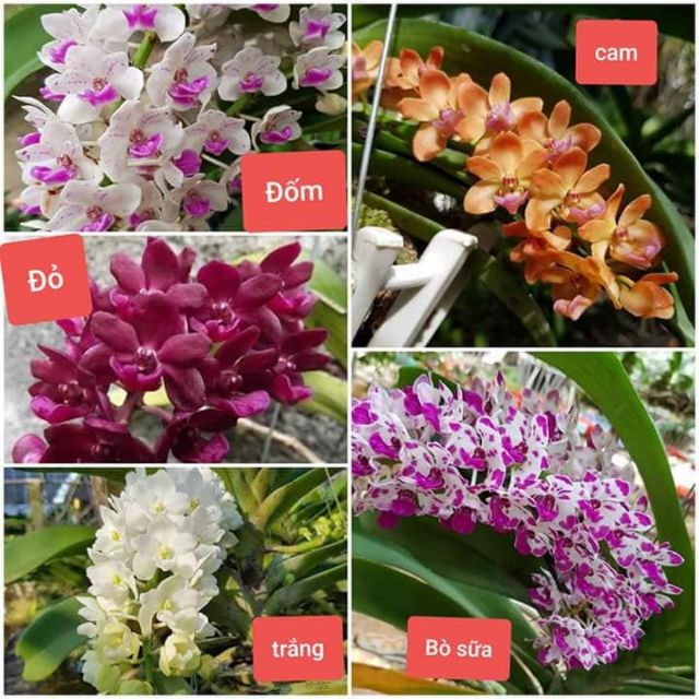 Lan đai châu lá mít- cây giống 1.5 năm tuổi