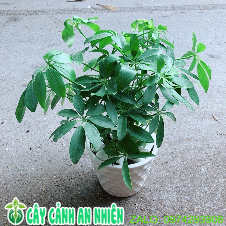 Chậu cây ngũ gia bì giúp đuổi muỗi tốt