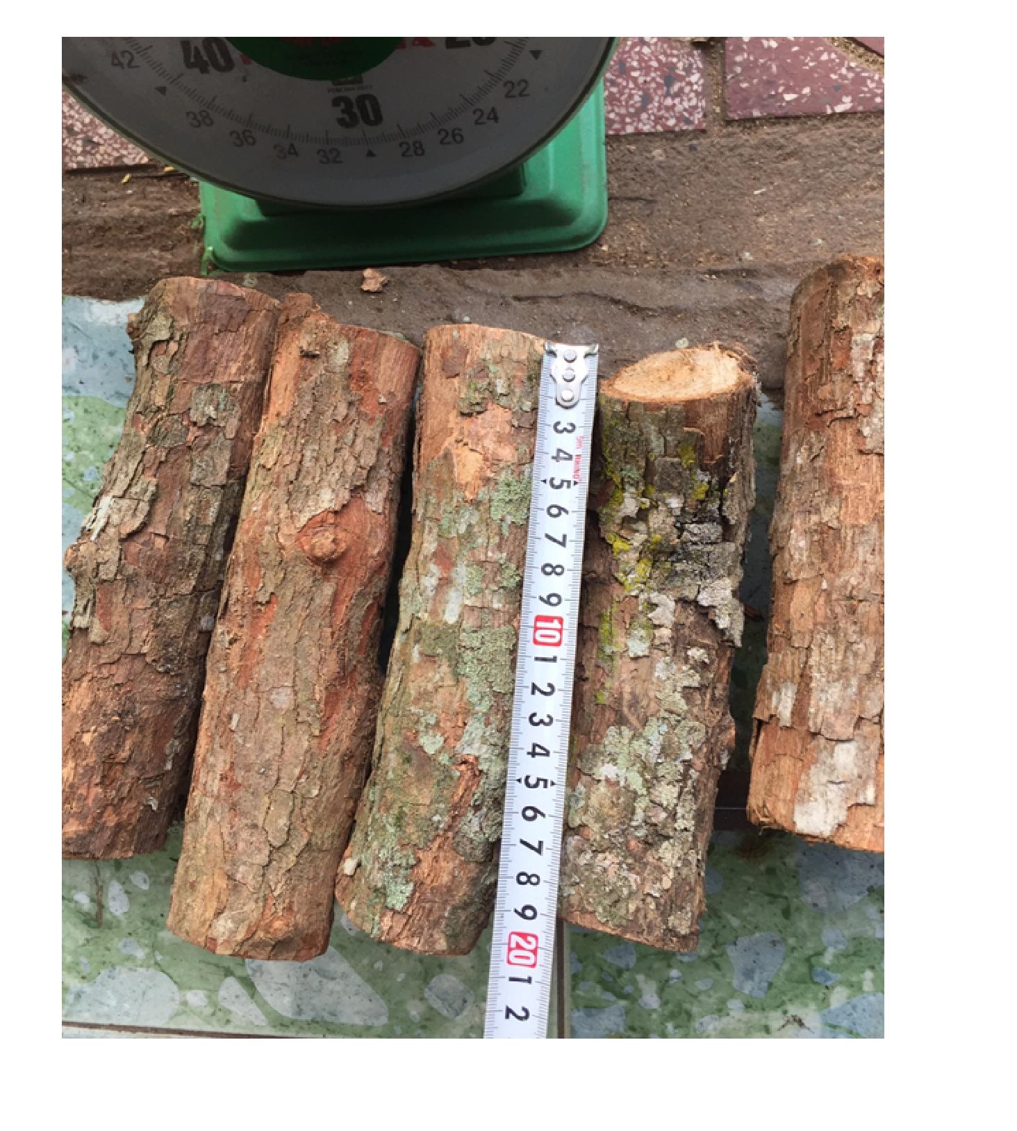 5 khúc gỗ vú sữa ghép lan đường kính 4cm đến 6cm dài 20 cm