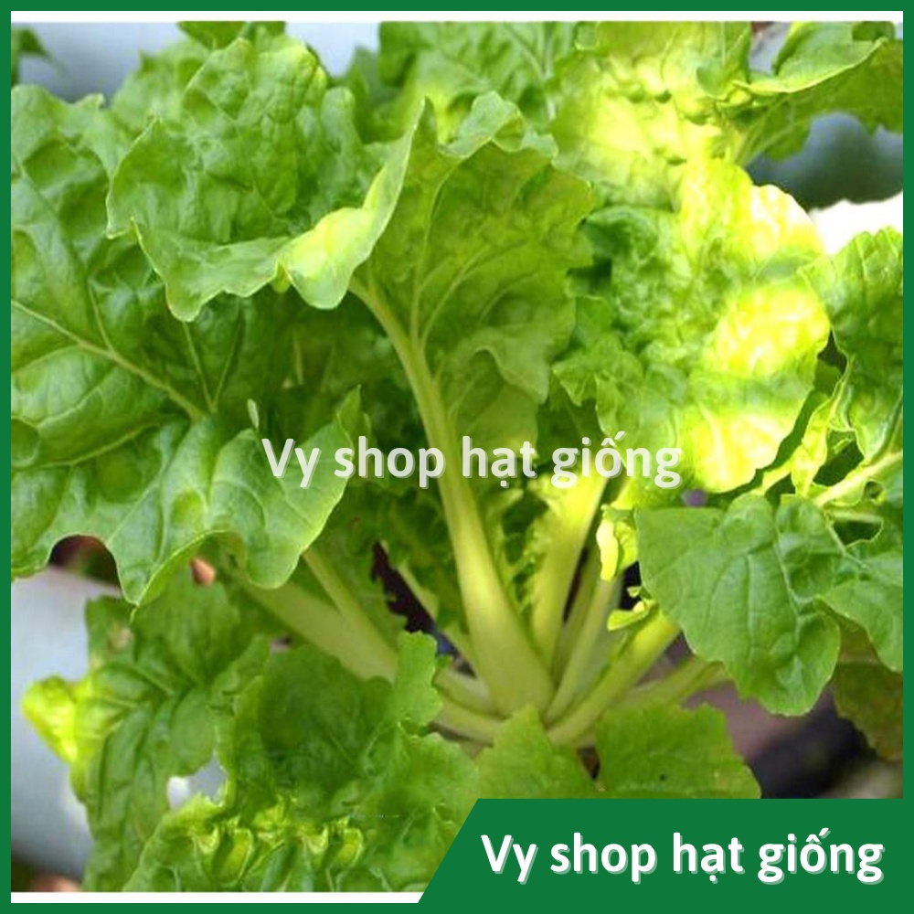 Hạt giống rau cải bẹ dúm (dún, dúng, nhúng) Thái Lan gói 2100 hạt
