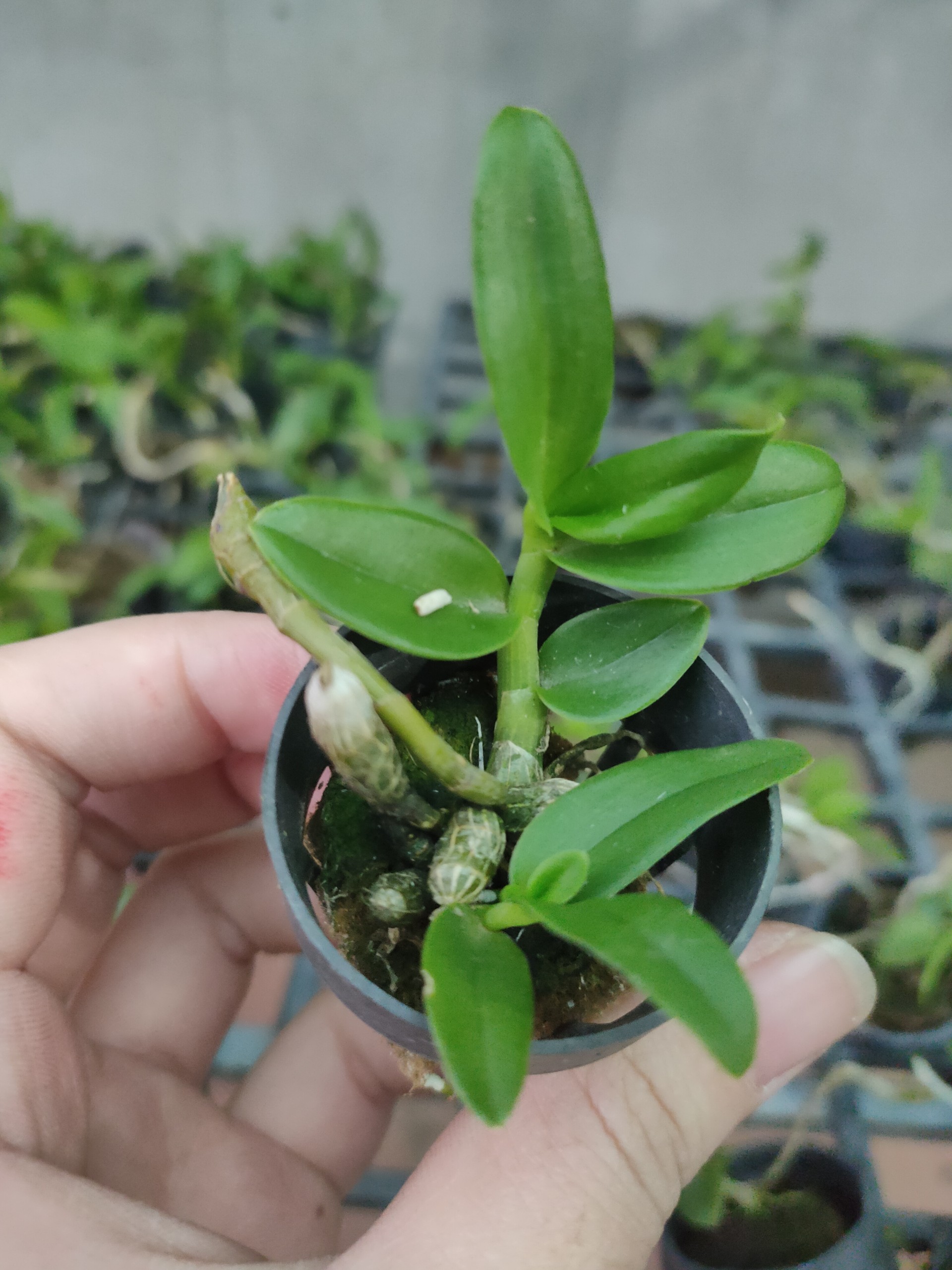 Phi điệp 5ct mắt nai hòa bình