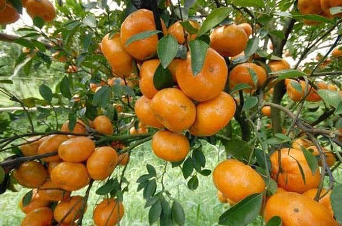 GIỐNG QUÝT NGỌT THÁI LAN KHÔNG HẠT( quýt đường Thái Lan)