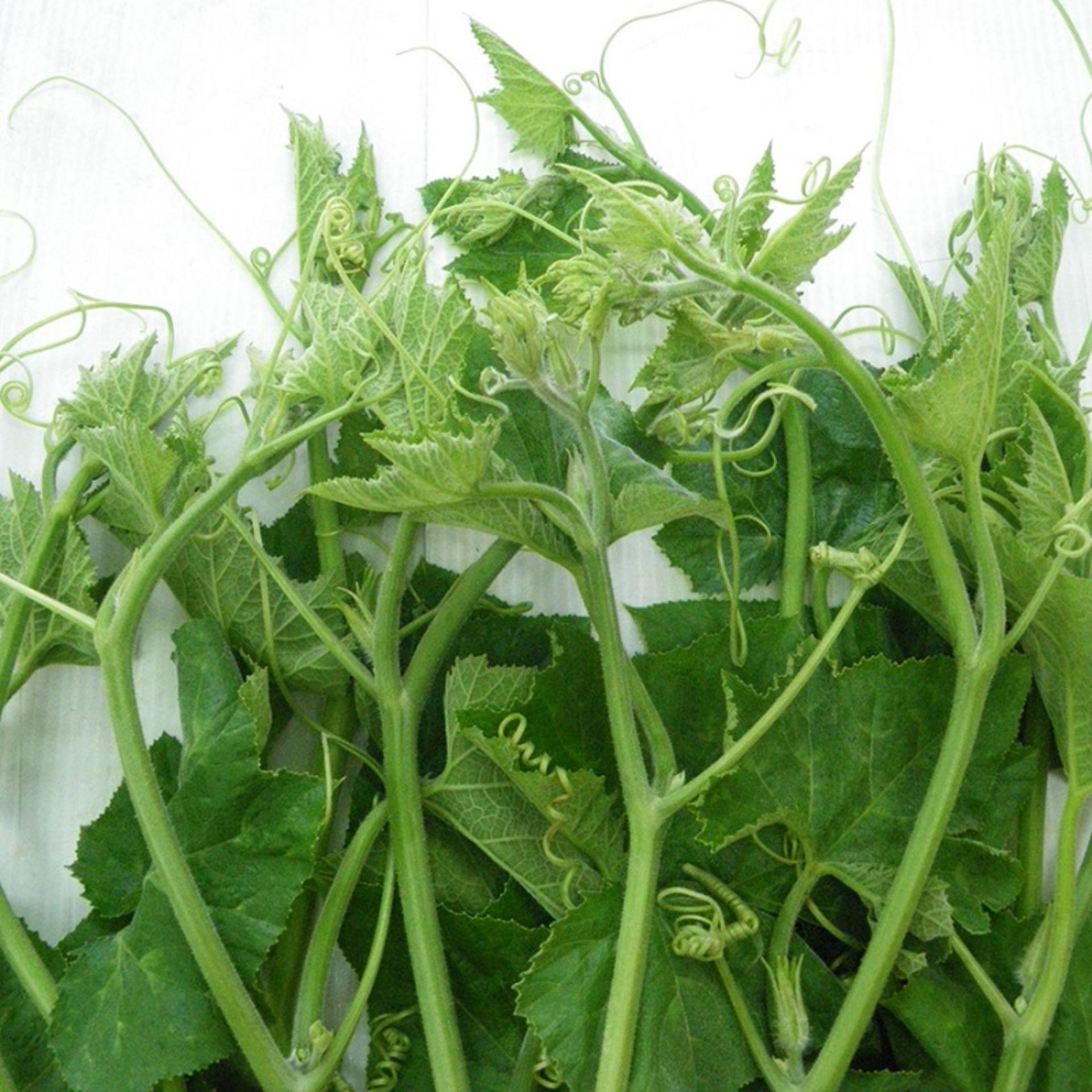 Hạt giống bí ngọn (Siêu đọt ) PN 812 - 10g