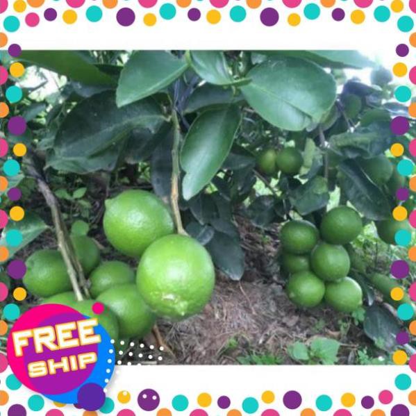 Cây chanh ko hạt mau cho ttrái