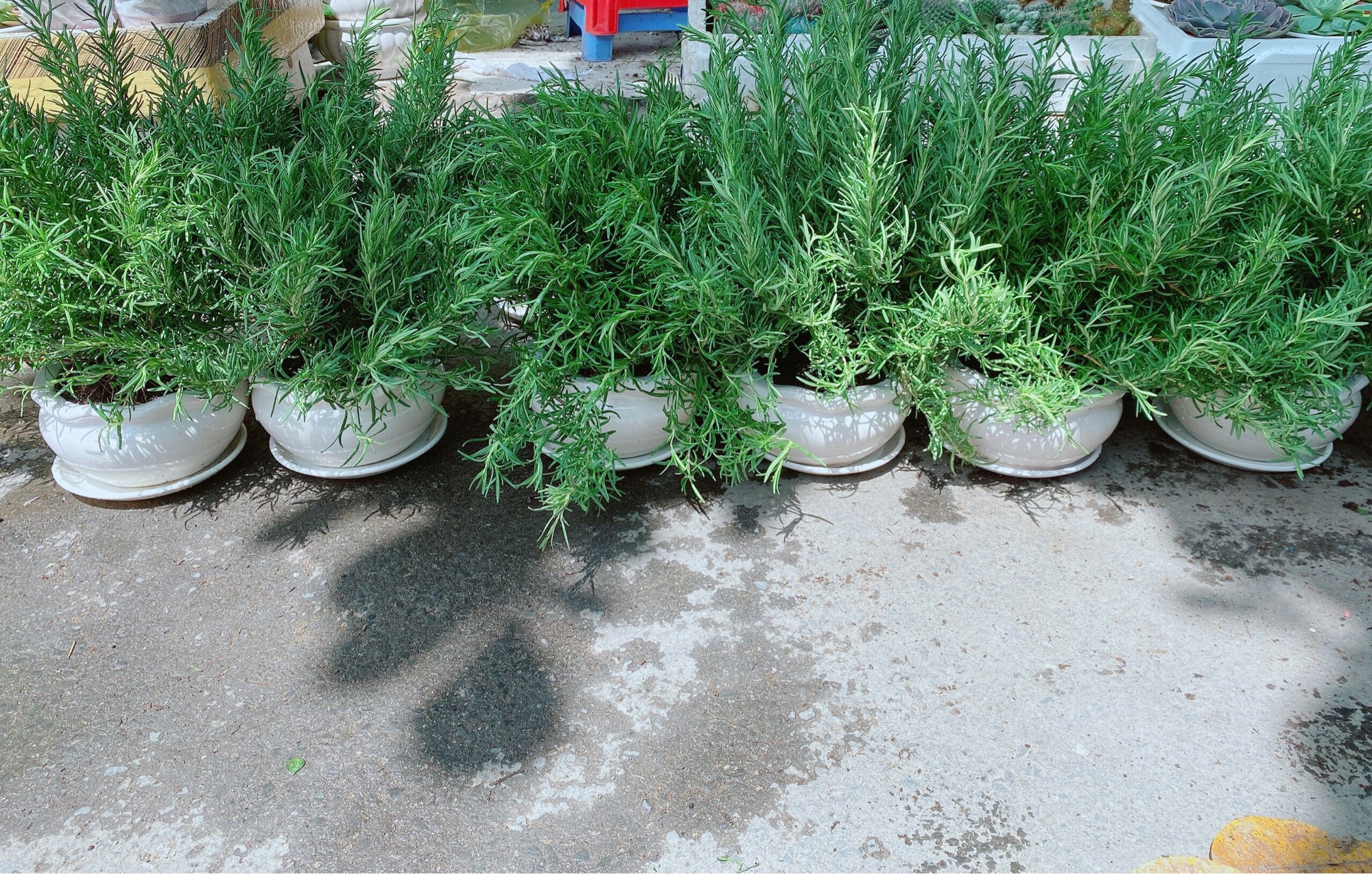 Chậu Hương Thảo Size Đại (Cao 50cm,ngang 40cm)