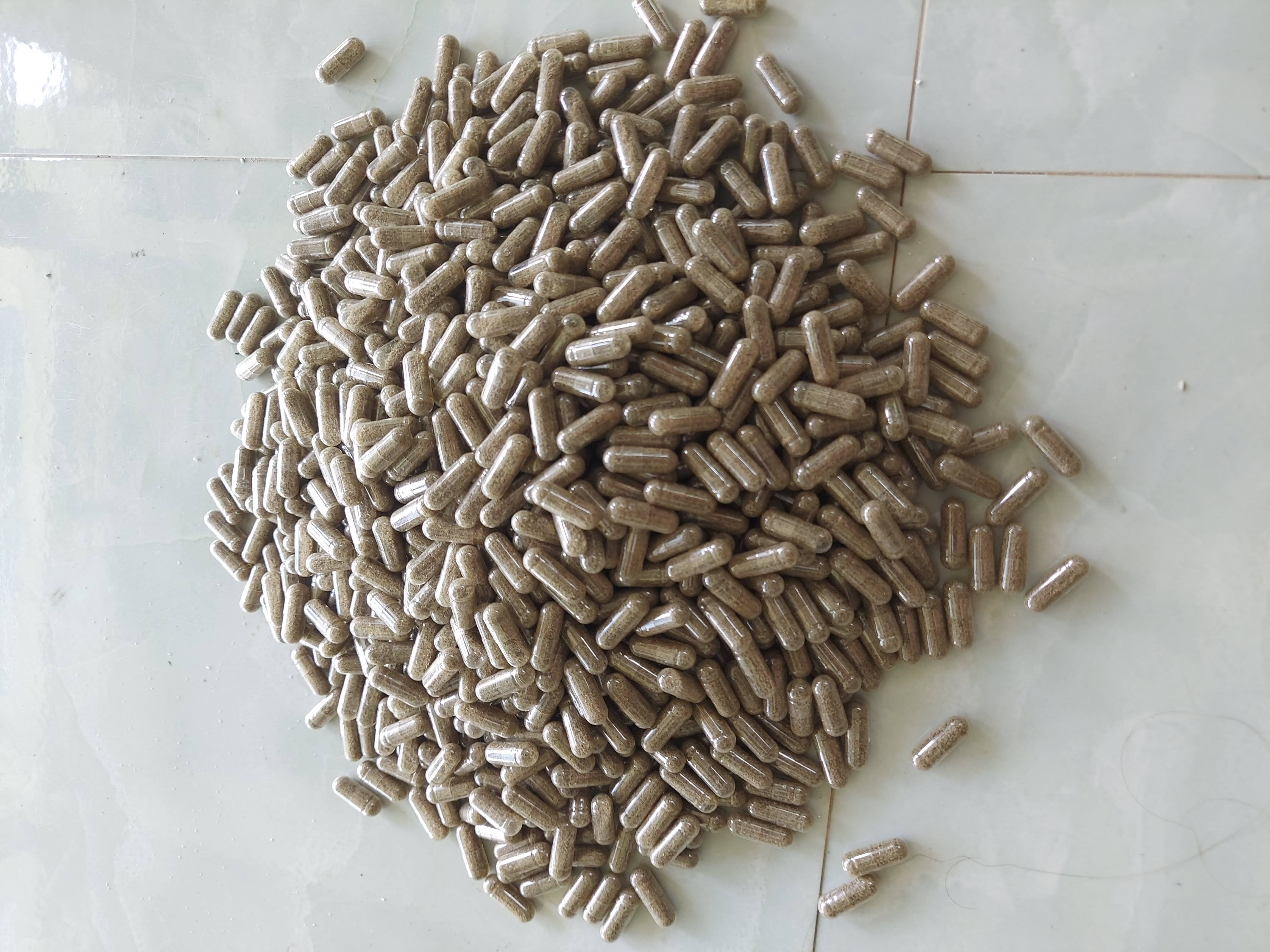 Artemia nước ngọt combo 10 viên
