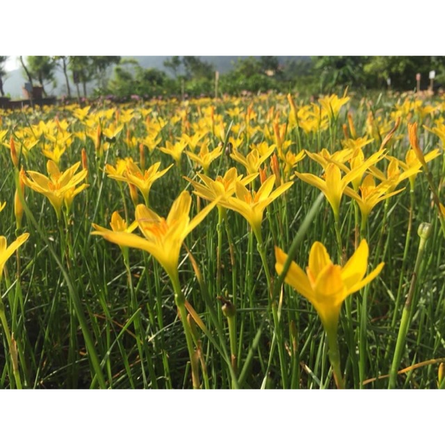 Củ huệ mưa ngoại Citrina chuẩn mặt hoa