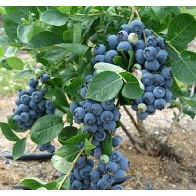 MJ71 Hạt giống Việt quất (10 hạt)