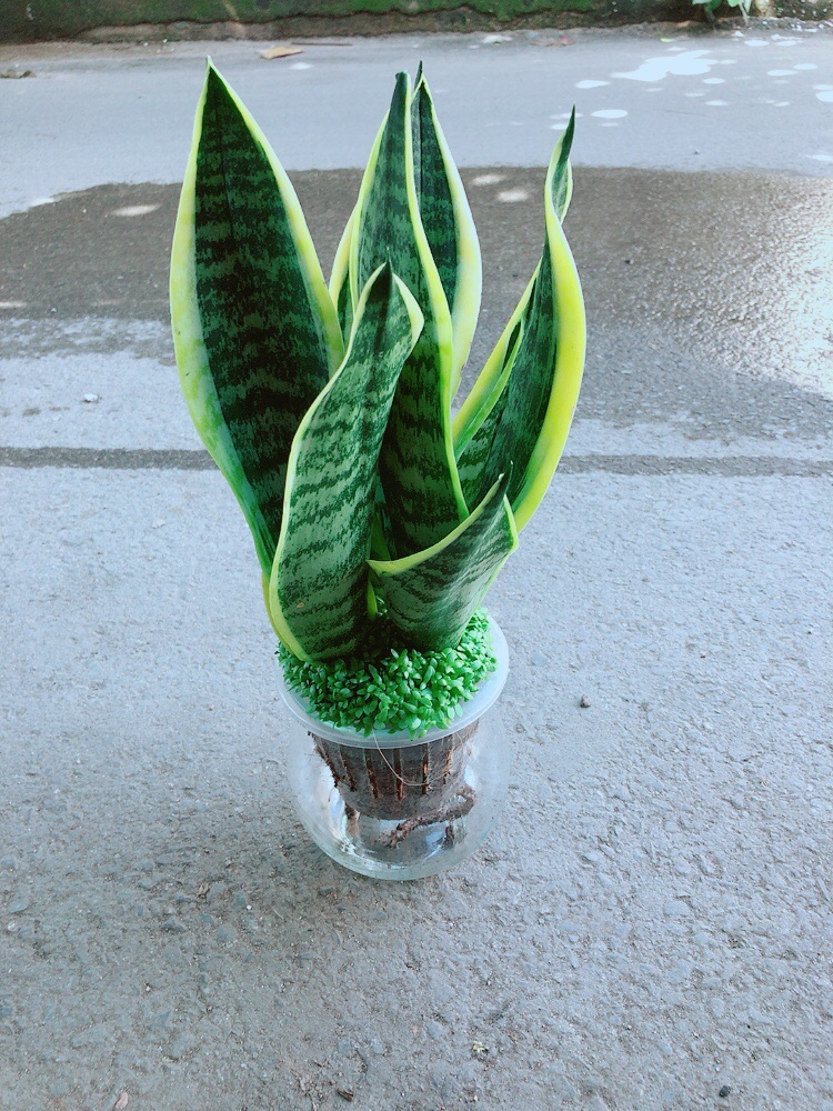 [HCM]Chậu Lưỡi Hổ Thuỷ Sinh