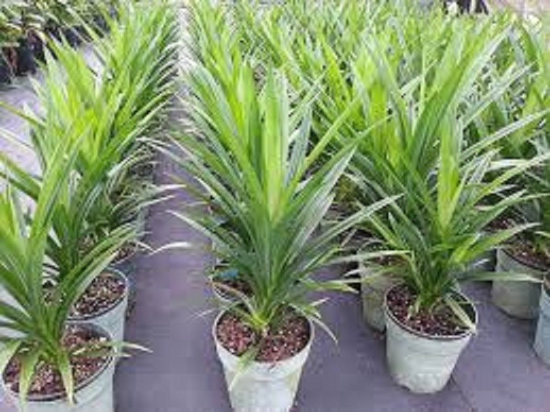 CÂY LÁ NẾP THƠM - CÂY LÁ NẾP- CÂY DỨA THƠM GIỐNG