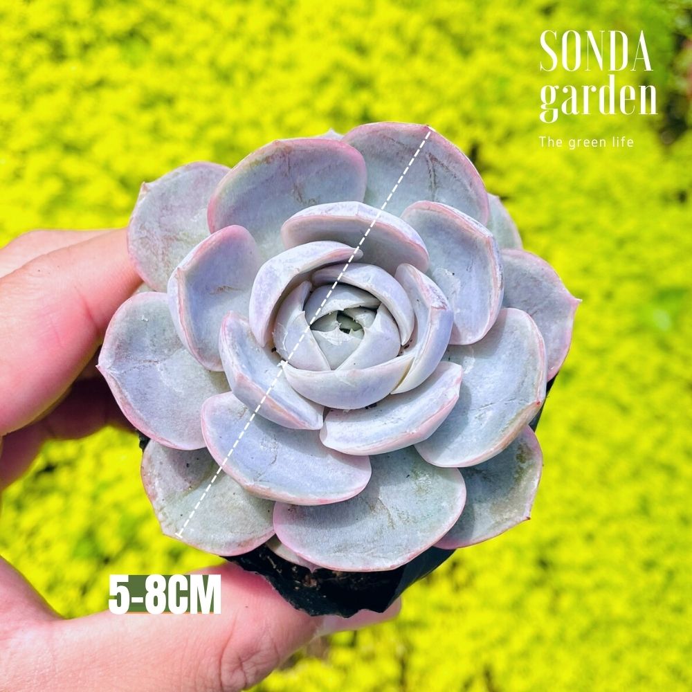 SEN ĐÁ LOLA TÍM SIZE BÉ SIÊU KHỎE ĐẸP LỖI 1 ĐỔI 1