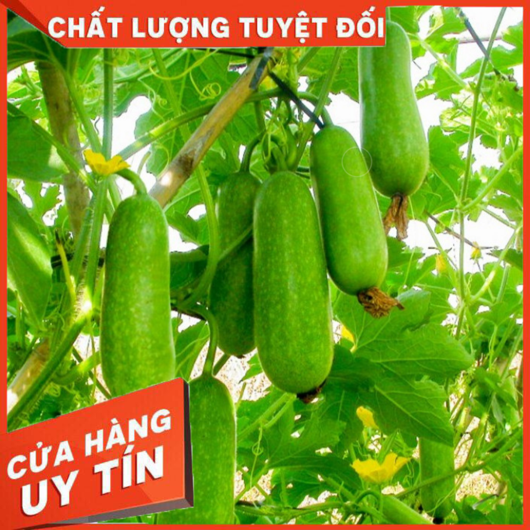 10H_HẠT GIỐNG BÍ ĐAO CHANH SIÊU TRÁI