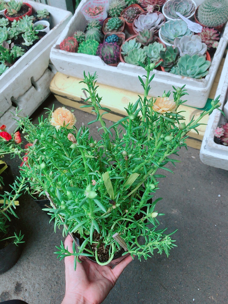 Hoa mười giờ mỹ (3 màu)