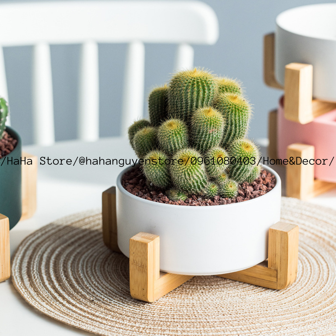 Đôn Gỗ Đặt Chậu Cây ĐỂ BÀN Decor Chậu Cây CCG05-DB