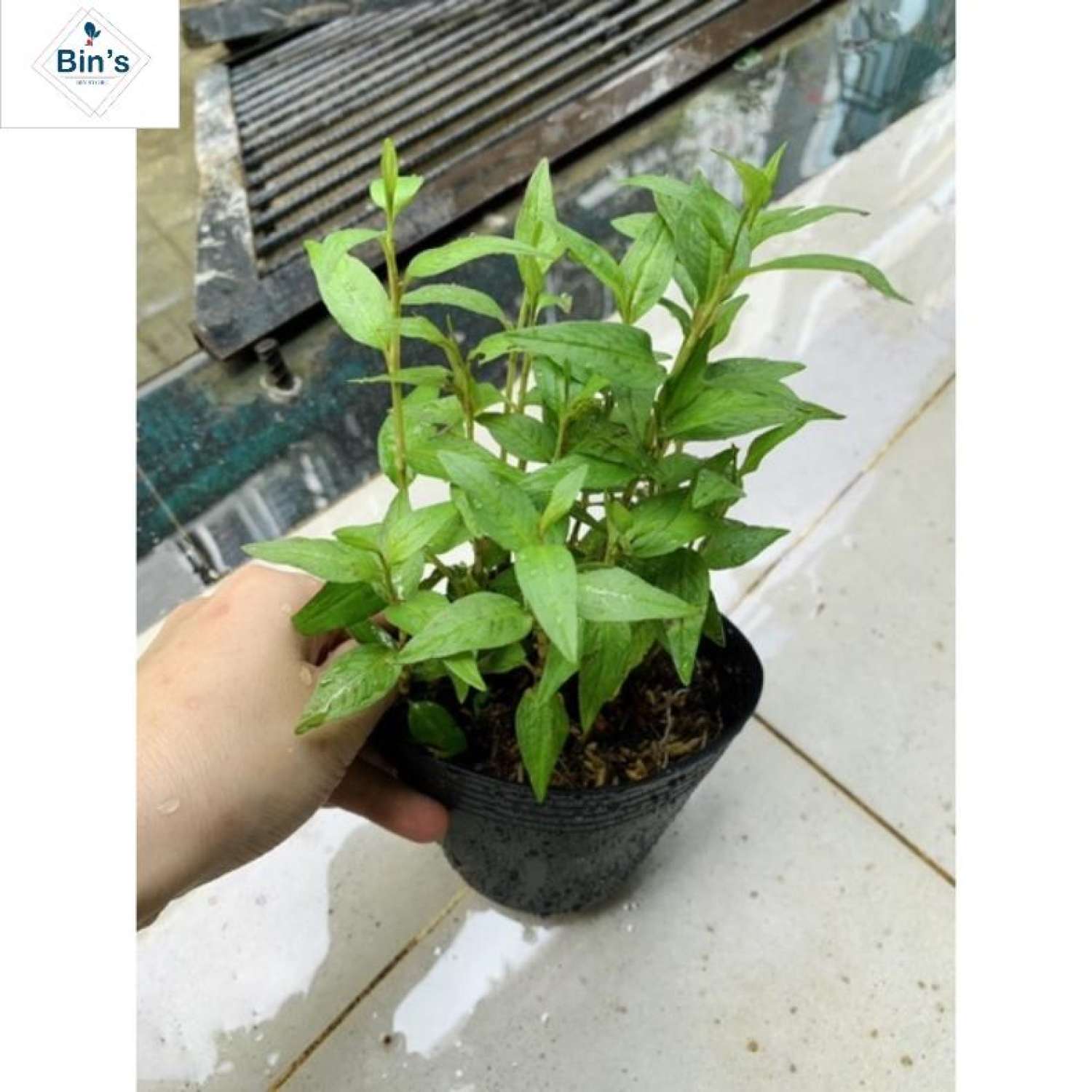 Bầu rau giống RAU RĂM.