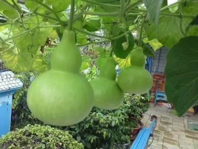 Hạt Giống Bầu Hồ Lô Khổng Lồ