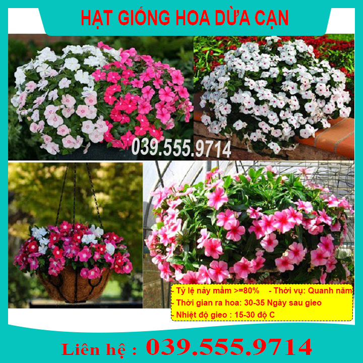 Hạt giống hoa dừa cạn nhiều màu - hoa trồng chậu
