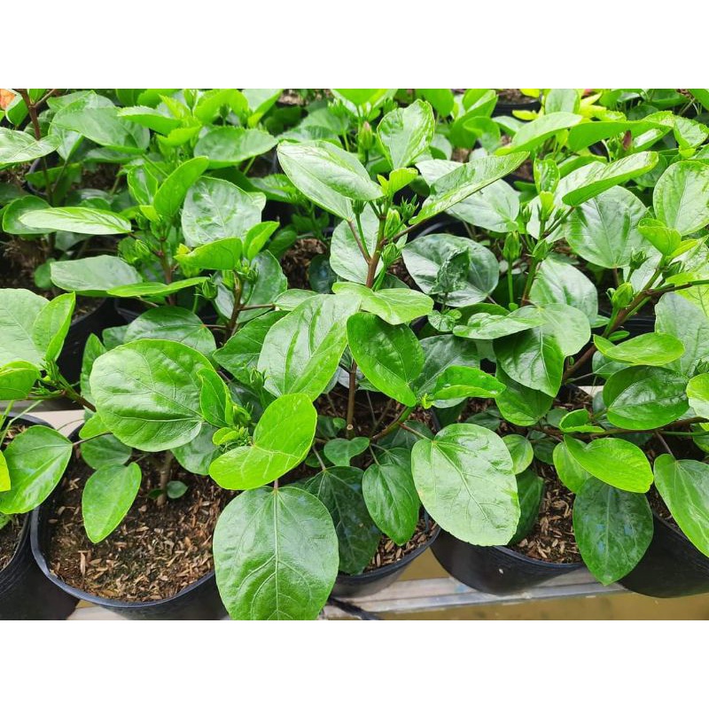 Cây râm bụt đang nụ