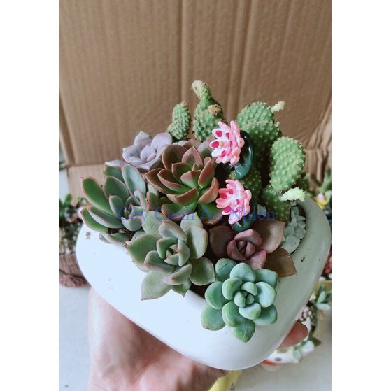 Chậu Sen Đá Tiểu Cảnh