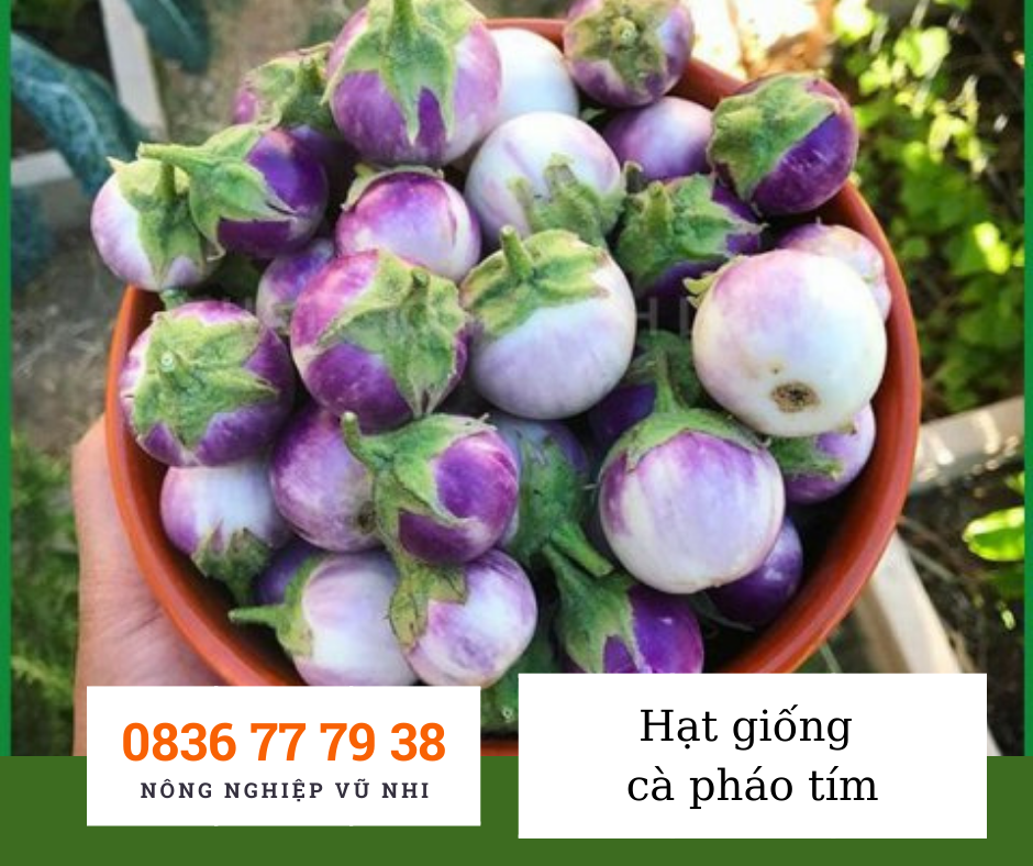 Hạt giống c&agrave; ph&aacute;o t&iacute;m