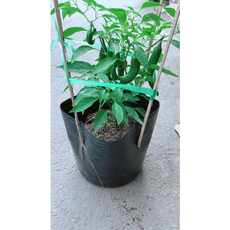 Ớt Sừng Trái Lớn