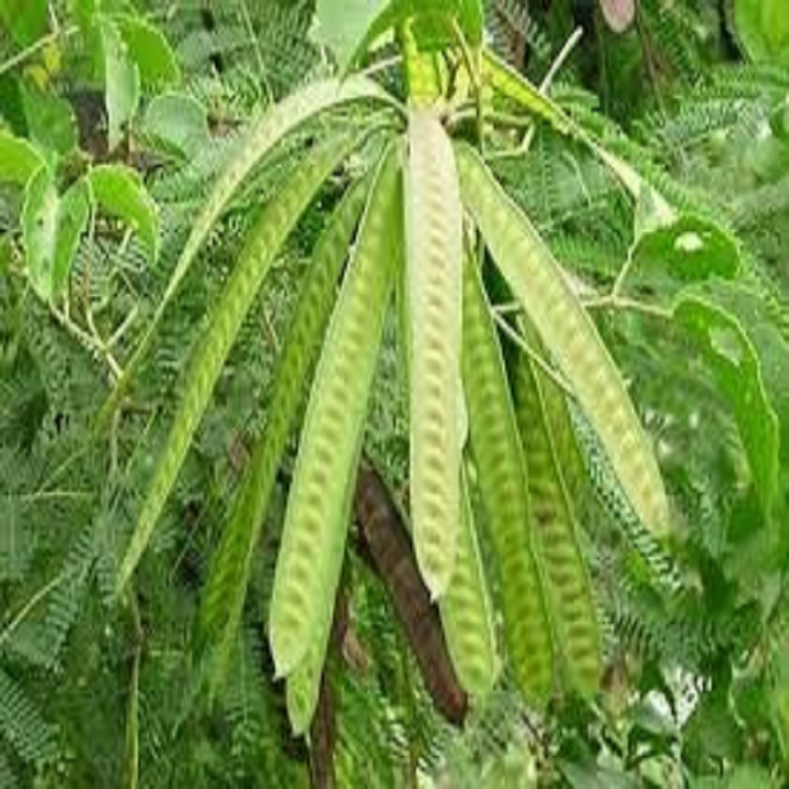 CHẬU CÂY GIỐNG CÂY BỒ KẾT - NCCGCBK