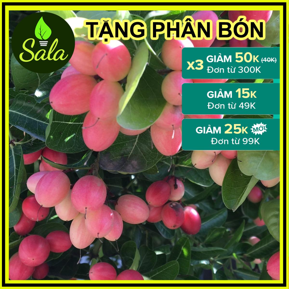 [Cây lớn 2 năm tuổi] Cây siro giống - cây si rô giống bầu nhỏ y hình - cây siro làm nước siro, làm mứt SIRO - CÂY GIỐNG SIRO, SI RÔ, SI RO