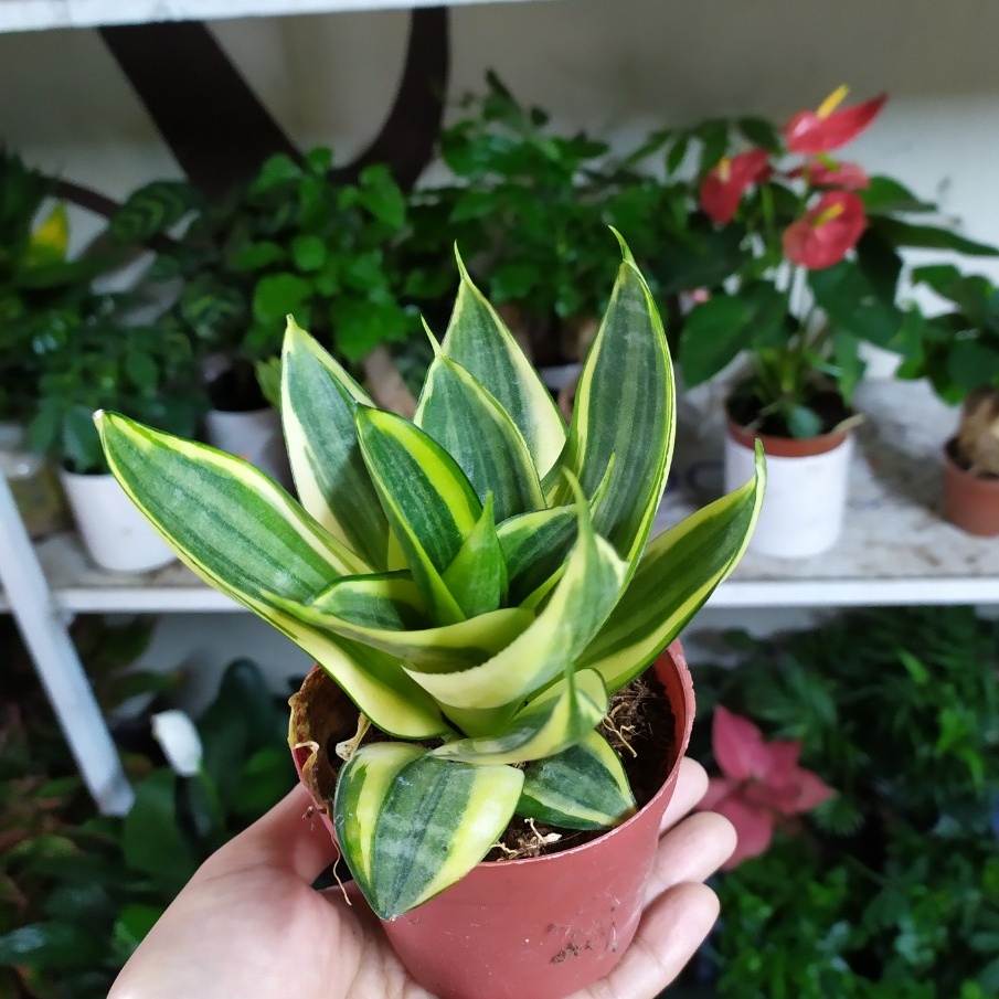 Cây Lưỡi Hổ Thái Vàng (Chậu Nhựa)