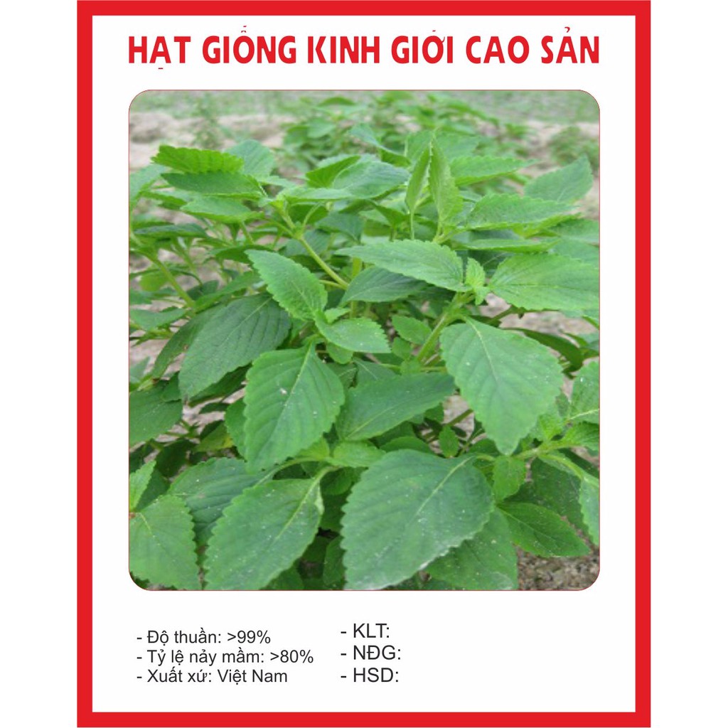 Hạt giống kinh giới 2gr ~ 1000hạt