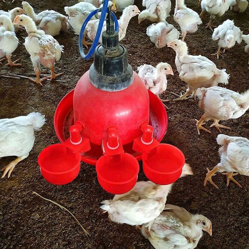 máng uống nước tự động cho gà 1 cái