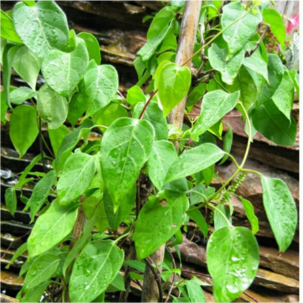 hạt giống lá giang nam bộ - gói 5 hạt