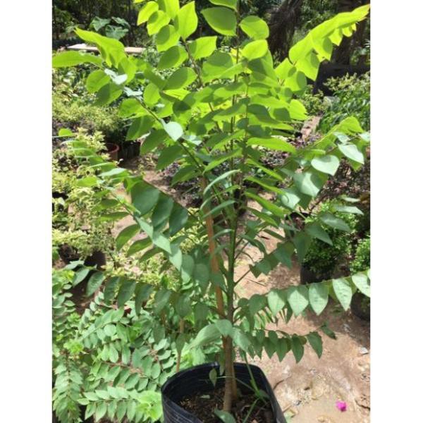 Sản phẩm Cây chùm ruột thái trái ngọt