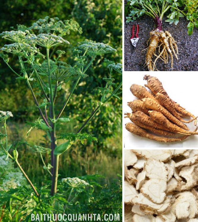 "Gói 50 Hạt " Hạt giống Bạch chỉ - cây dược liệu