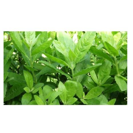 Cây cúc tần khô 1kg