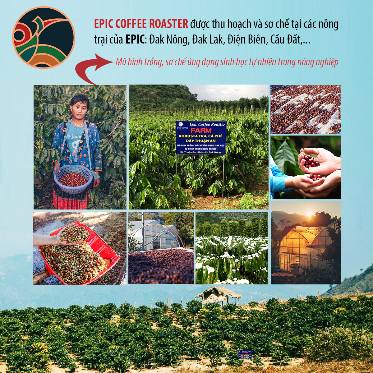 Phin Home 01 Cà phê Cầu Đất (Blend Robusta Honey – Arabica) rang mộc nguyên chất 100% Pha Phin Pha Máy