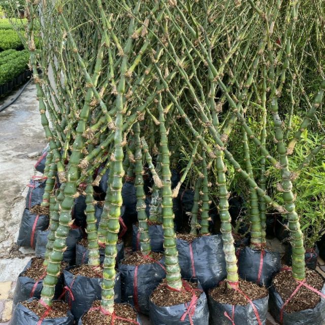 Giá Gốc - Trúc phật bà