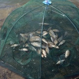 Lưới đánh bắt cá thông minh  