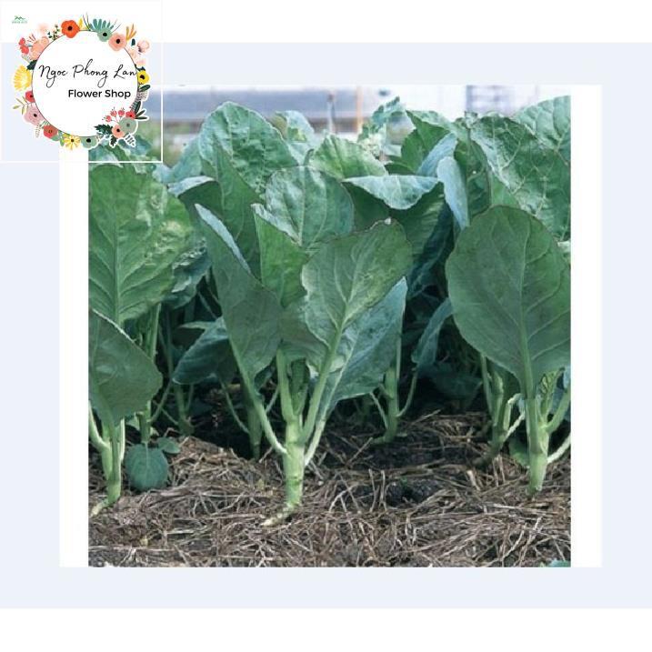 Giống Cải Rổ - Gói 5 Gram