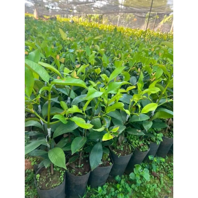 cây Măng Cụt Thái Ghép,